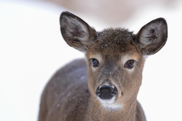 Whitetail deer portrait