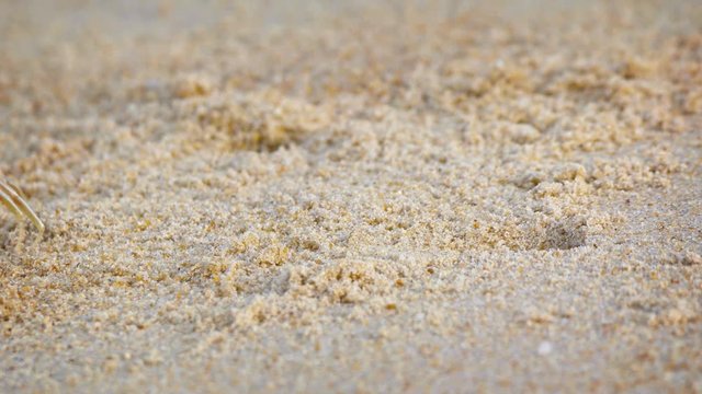 Funny crab digs a hole in the sand on a tropical beach