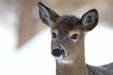 Naklejka na ściany i meble Whitetail deer portrait