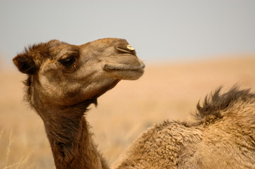 Portrait in Namibia