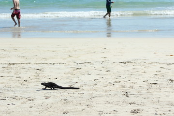 Fototapeta na wymiar Marine iguana walking on beach in Galapagos