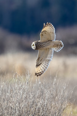 Short-eared Owl flying over golden grass wings open and flared. 