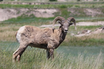 Bighorn sheep (Ovis canadensis) at the Badlands National Park (Late Spring).