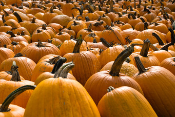 Obraz premium Pumpkin