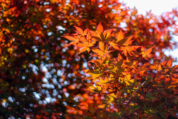 japanese red maple