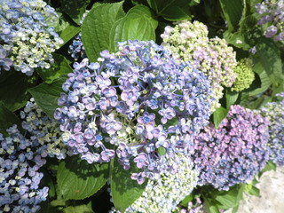 ウズアジサイ(福島県)