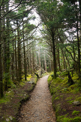 Naklejka premium Trail on Mt LeConte