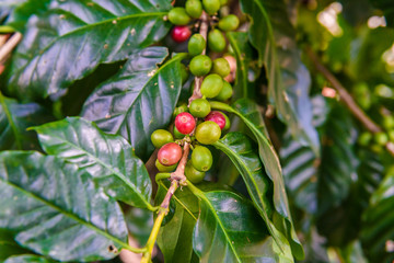 Coffee beans on tree