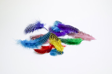 Colorful feathers spiled on whit background