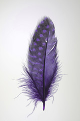 Single purple feather isolated on white background