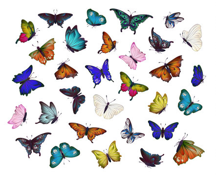 Colorful collection of different butterflies for summer and spring design, insect set, isolated on white background. Handdrawn separated editable elements, Vector illustration.