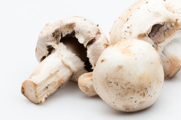 White mushrooms in a ground on a white background.