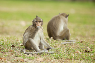 Monkeys sitting and eating 
