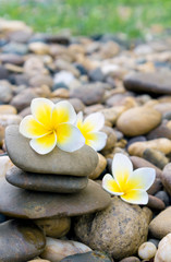 Fototapeta na wymiar Plumeria flower on stone for spa relax