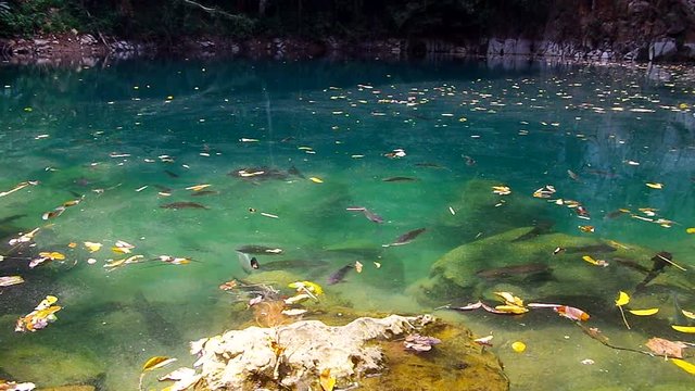 fish are swimming in the Lom Phu Kiew standing pool in Lampang province, Thailand 