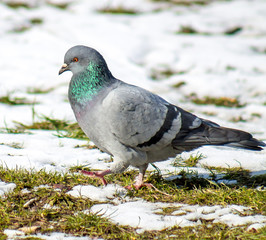 Pigeons in the nature on snow
