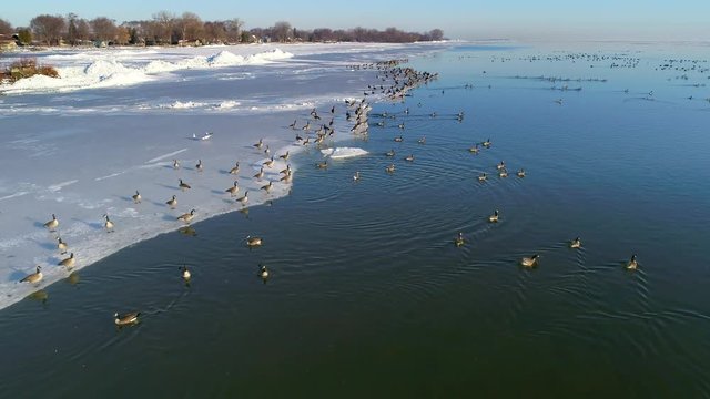 Stunning slow motion wildlife footage, hundreds of geese taking flight into the sunrise.