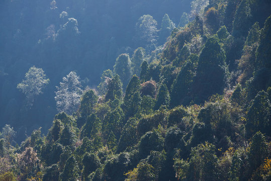 beautiful landscape the tree on mountain