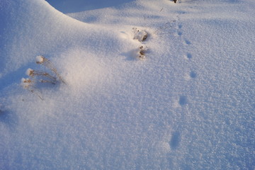 Small Animal Tracks in Snow with Bunchgrass; Northwestern US