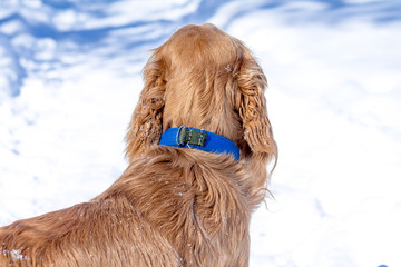 dog walking in the snow in the winter