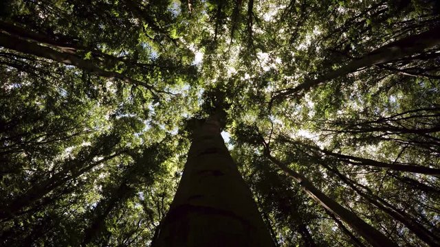 Looking Skyward along the Trunk of a Tree in the Forest