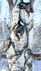 tree trunk close-up