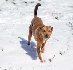 pit bull dog on the street in the snow