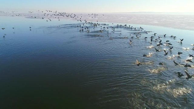 Amazing slow motion wildlife footage, hundreds of geese on the water, some landing, and some taking flight toward the sunrise.