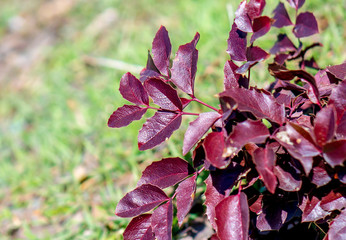 plant with red leaves in nature