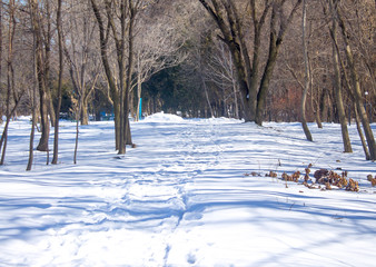 path in the snow in the park