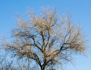 dry tree against the sky