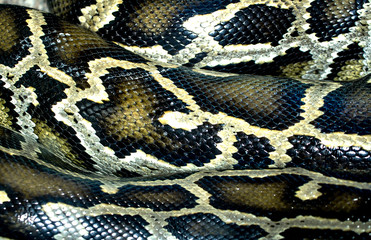snake skin as a background