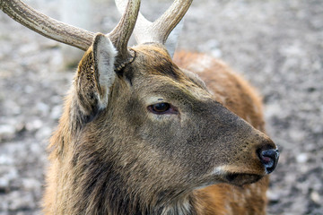 Fototapeta premium Deer in nature head
