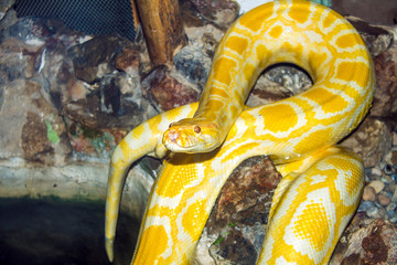 yellow python