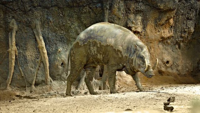 The babirusas, also called pig-deer In its habitat