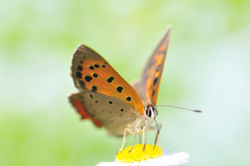 蜜を吸うベニシジミ