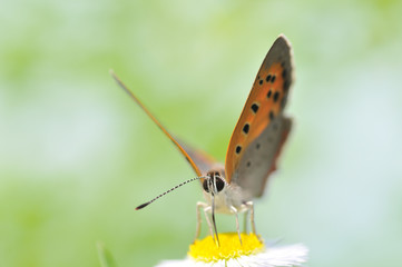 蜜を吸うベニシジミ