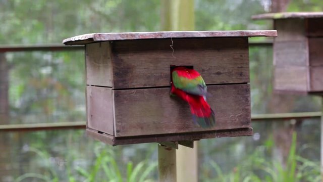 Chattering Lory