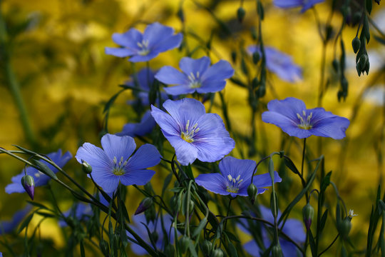Fototapeta Decorative flax./Blue flowers of decorative linum austriacum and its runaways on a difficult background.
