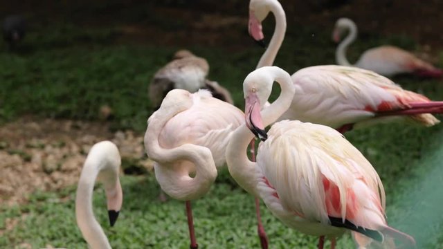 Group of Pink Flamingos Standing Near a Pond