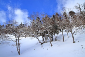 Wild forest of winter in Hokkaido