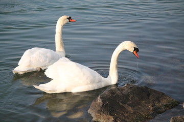 Fototapeta premium Deux cygnes tuberculés ou cygnes muets