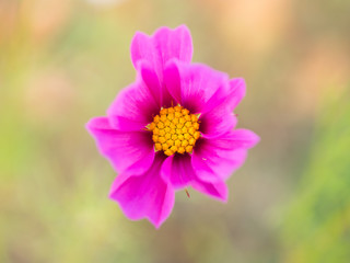 Obraz premium cosmos flower field on mountain