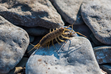 A Close Up Of two mating wood lice  on stones