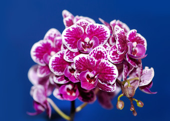 branch of orchid flower on blue background