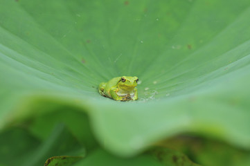 ハスの葉とアマガエル
