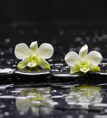 still life with black stones and two orchid
