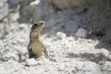 iguana