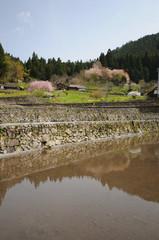 棚田に春がやってきた