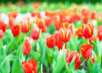 the soft focus of colorful tulip flower garden in spring season